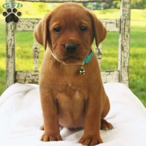 Amber Skye, Fox Red Labrador Retriever Puppy